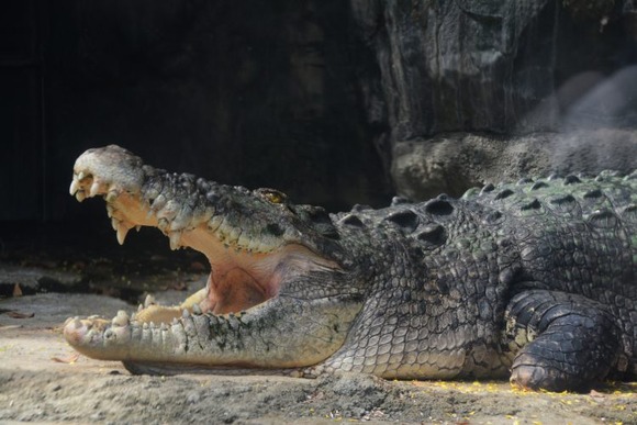 【朗報】　100ワニきくちゆうきさん、画力はガチで高い事が判明ｗｗｗｗｗｗｗ