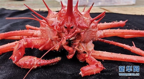 【朗報】マリアナ海溝で捕らえられたカニが強そうｗｗｗｗｗｗｗｗｗ(※画像あり)