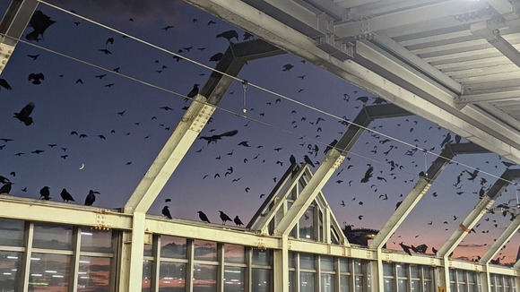 【悲報】　岐阜駅、カラスに乗っ取られる・・・