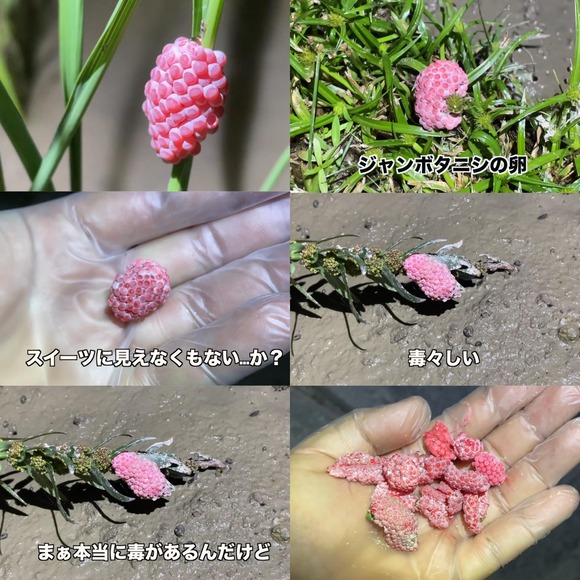 【画像】YouTuberさん、ジャンボタニシの卵をイクラの軍艦巻きみたいにして食べてしまうｗｗｗｗ