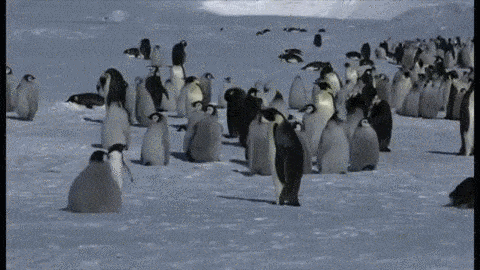 ペンギン あっ 滑る っ なんjクエスト ペンギン あっ 滑る っ なんjクエスト