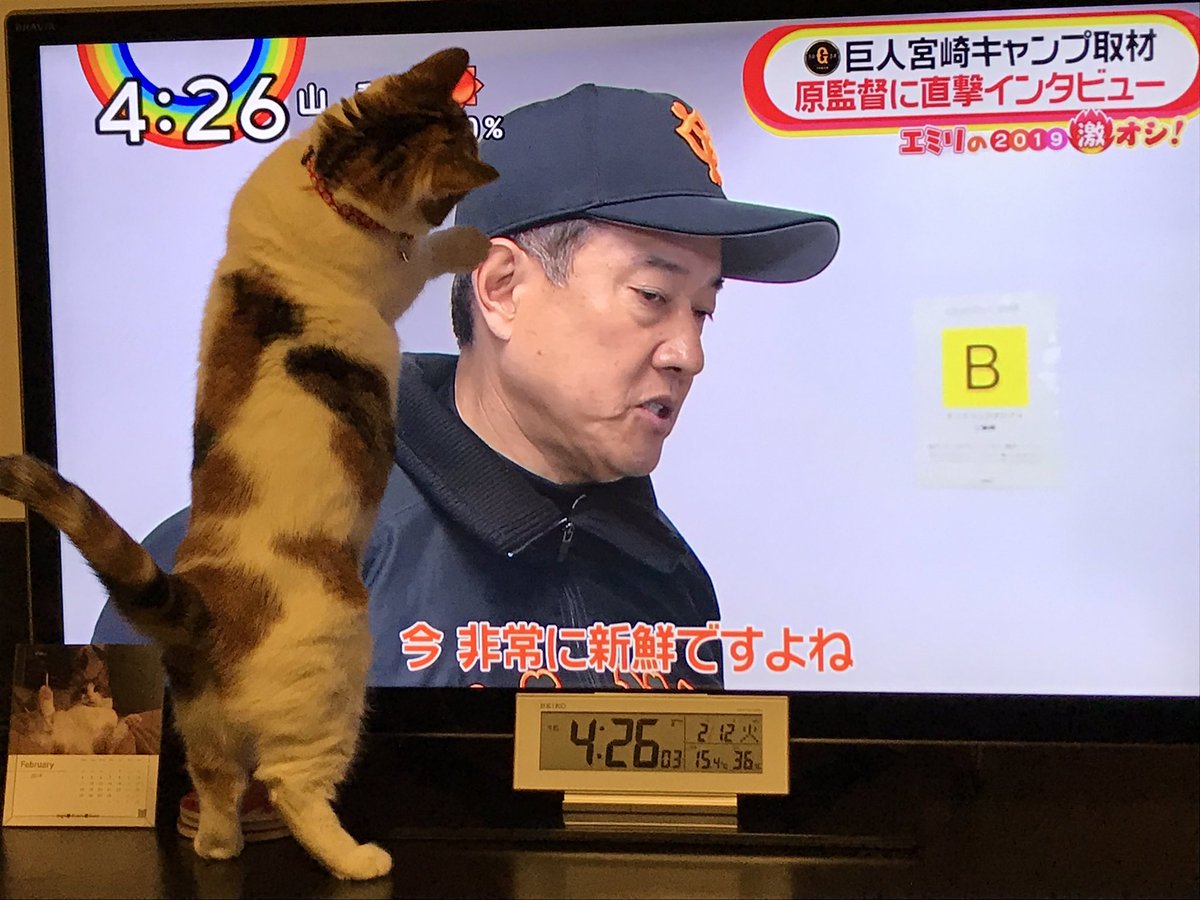 画像 巨人原監督 イッヌを追いかけ回すwwwwwwwww なんjクエスト 画像 巨人原監督 イッヌを追いかけ回すwwwwwwwww なんjクエスト