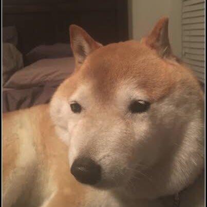 【悲報】　ぼく「ガイジーヌってなに？」　ChatGPT「んーとね・・・」