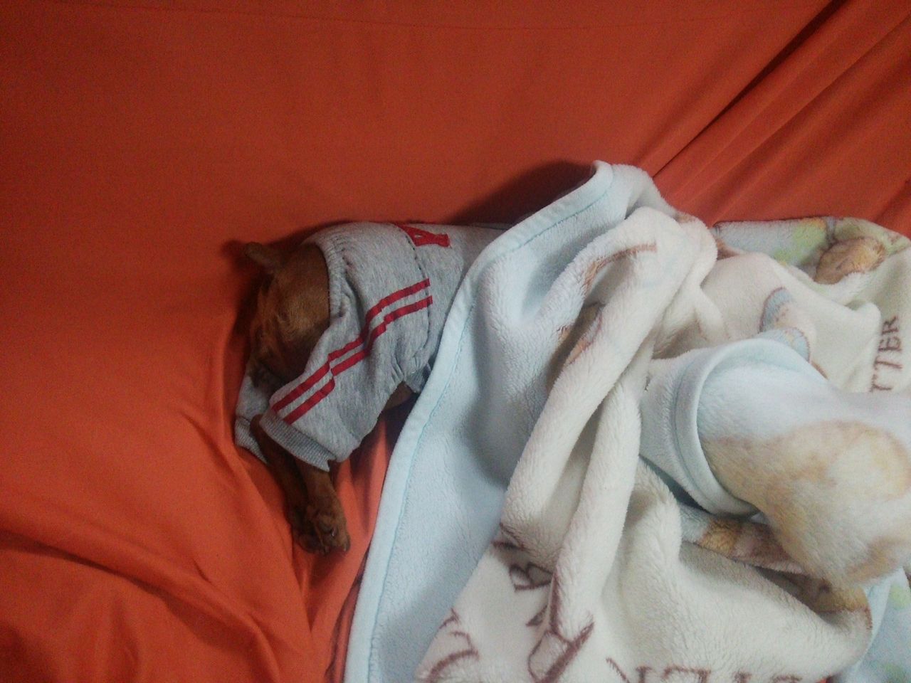 今朝のスニフ 一時預かり犬の日記 ときどき更新 今朝のスニフ 一時預かり犬の日記 ときどき更新