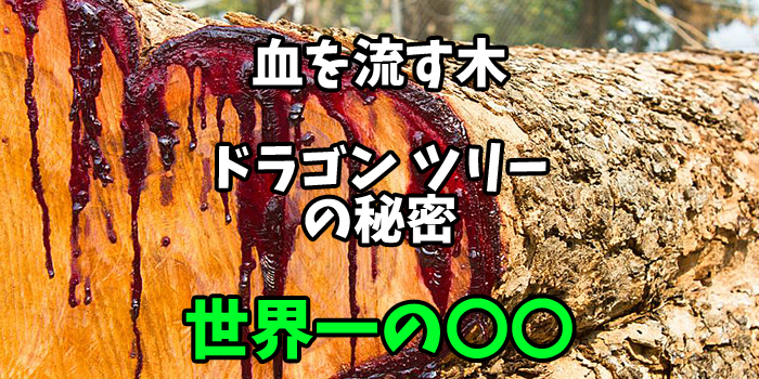 ドラゴンズブラッド
