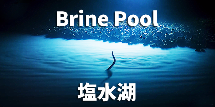 深海の中の海　Brine Pool　ブラインプール