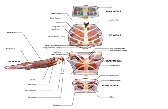 anatomy_no_background-e1460121232638-640x416