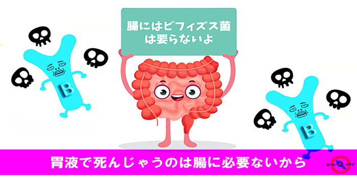 人の-腸-に-ビフィズス菌-は-要らない-1024x575