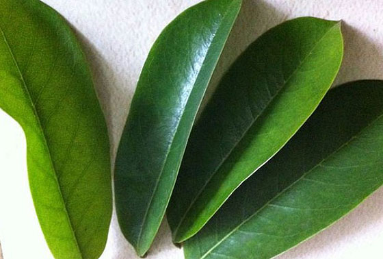 soursop leaf