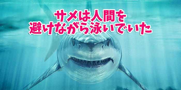 サメは人間を避けながら泳いでいた