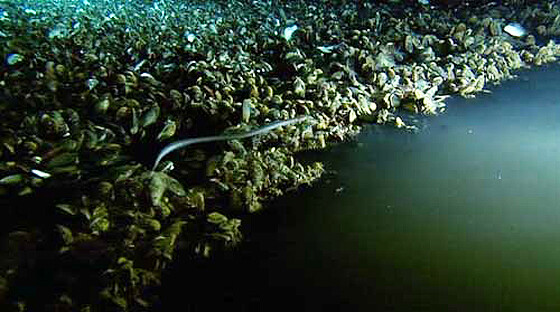 underwater-lake-1