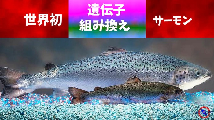 世界初-遺伝子組み換えサーモン