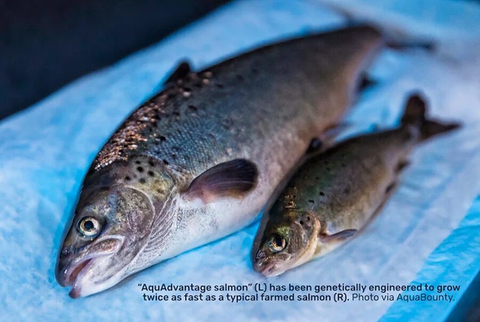 遺伝子組み換えサーモン-サイズ比較