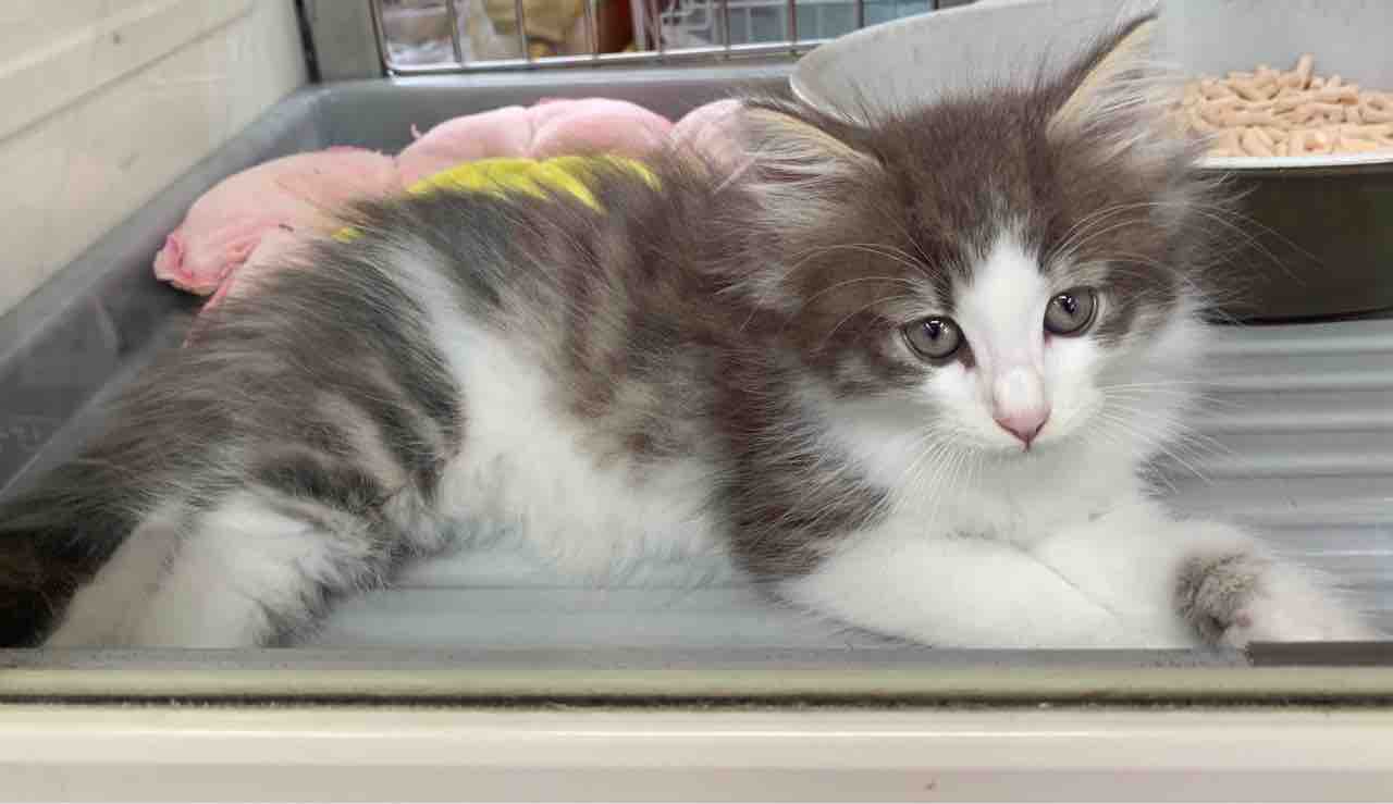 可愛い猫ちゃんデビュー中 Dog Cat