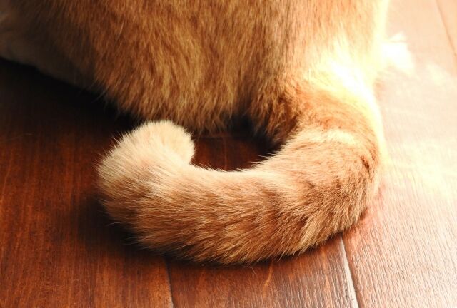 ポケユナ エネコのしっぽ は使ってから削り始める 削ってから使う ポケモンユナイトまとめ ドガース速報