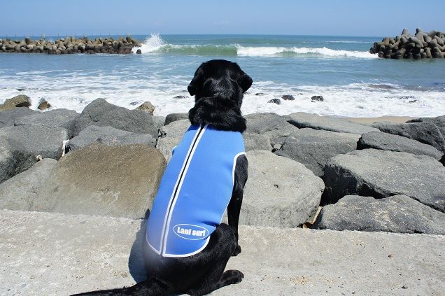 犬のウエットスーツの Lani Surf ｓｏｒａ Cafe オーナーのひとりごと
