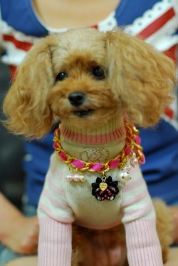 ★DISCO LULU×PINK GOLD コラボ★