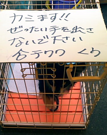 噛む犬 Dog Is My Co Pilot 噛む犬 Dog Is My Co Pilot