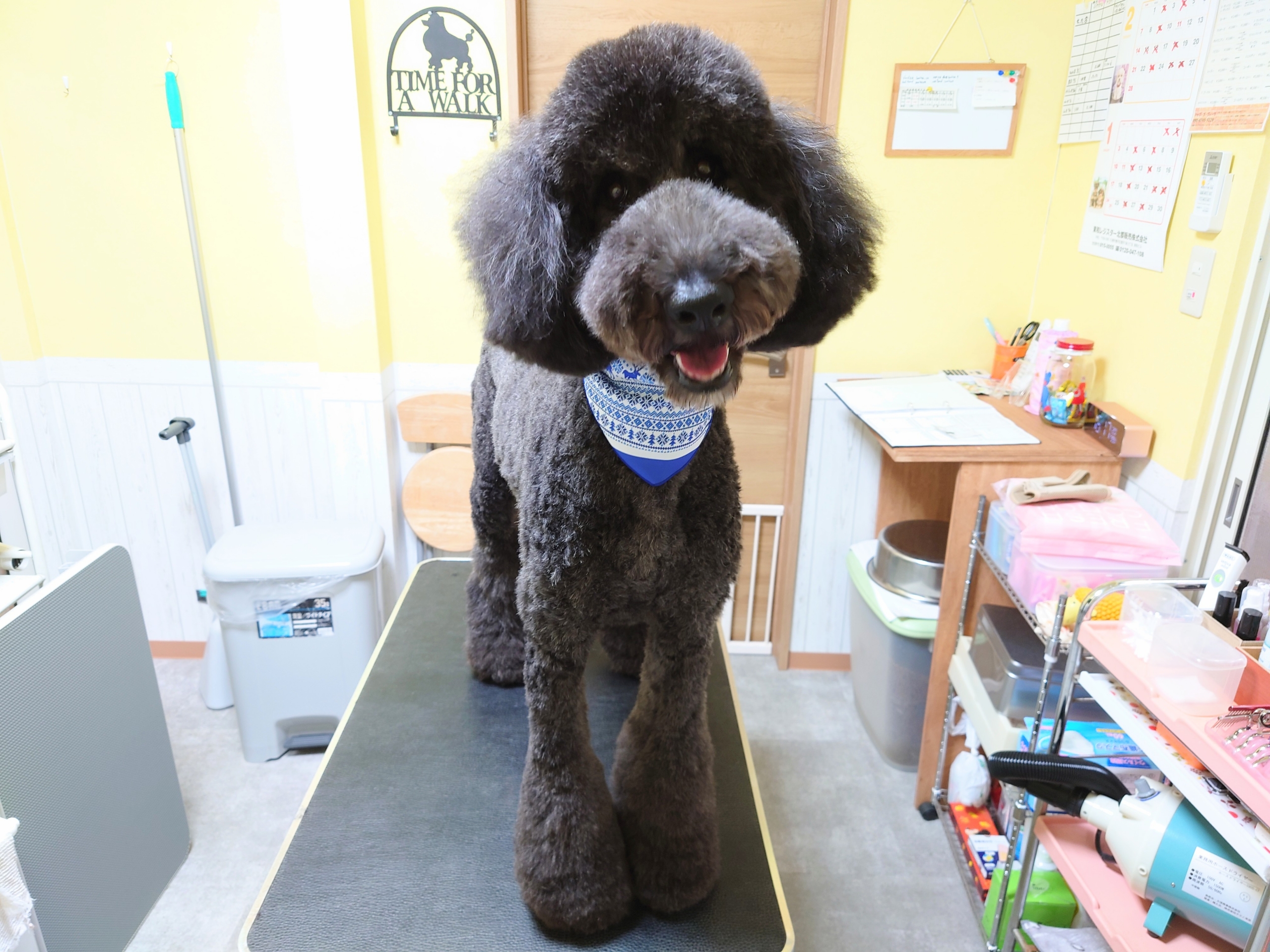 1月11日 17日のお客様 Dog La Vita Blog