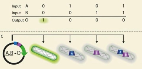 海外からの最新科学ニュース
カテゴリ:
Biotechnology (バイオテクノロジー)
「生命でないもの」から生命をつくる試み - 英研究「ヒトゲノム計画完了」から丸十年 - 未だ学ぶべきことは数多いバイオテクノロジーで「絶滅種を蘇らせる」ことに伴う倫理的問題について超微細なネットワーク構造を四次元で視覚化することのできる手法が発表された。細胞内でコンピュータ診断かなにかのように振舞う遺伝子装置を開発顕微鏡法に革新の息吹 - 髪の毛より1000倍小さくても余裕合成生物学の分野における新しい"産業革命"が起こる日も近いか - DNA製造にかかる時間大幅短縮に成功。新しく開発されたゲノム編集テクノロジーとは?人工タンパク質にさらされた細胞に変異がみられた