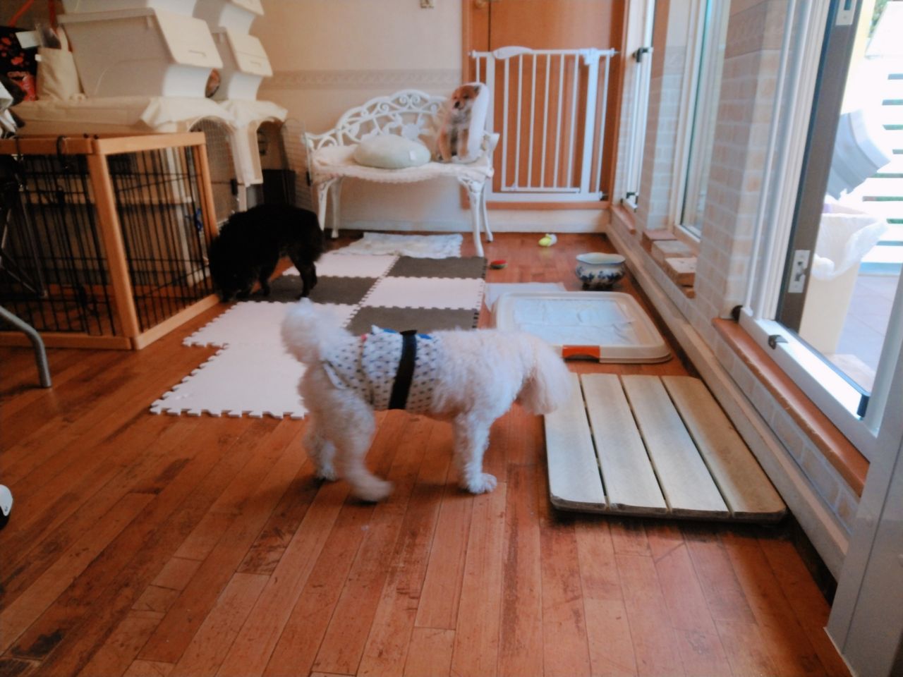スキッパーキー のくまくん 八戸ドッグローズ トリミング小型中型犬専門 ペットホテルは小型犬のみ 吠えずに過ごせるワンちゃんのみ 予約制 0178 38 7451インスタグラムをご覧下さい スキッパーキー のくまくん 八戸ドッグローズ トリミング小型中型犬専門 ペットホテルは小型犬のみ 吠えずに過ごせるワンちゃんのみ 予約制 0178 38 7451インスタグラムをご覧下さい