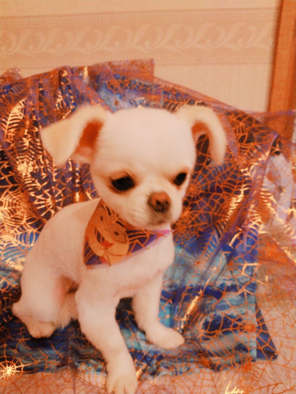 チワワ ペキニーズのハーフのララちゃん 八戸ドッグローズ トリミング小型中型犬専門 ペットホテルは小型犬のみ 吠えずに過ごせるワンちゃんのみ 予約制 0178 38 7451インスタグラムをご覧下さい