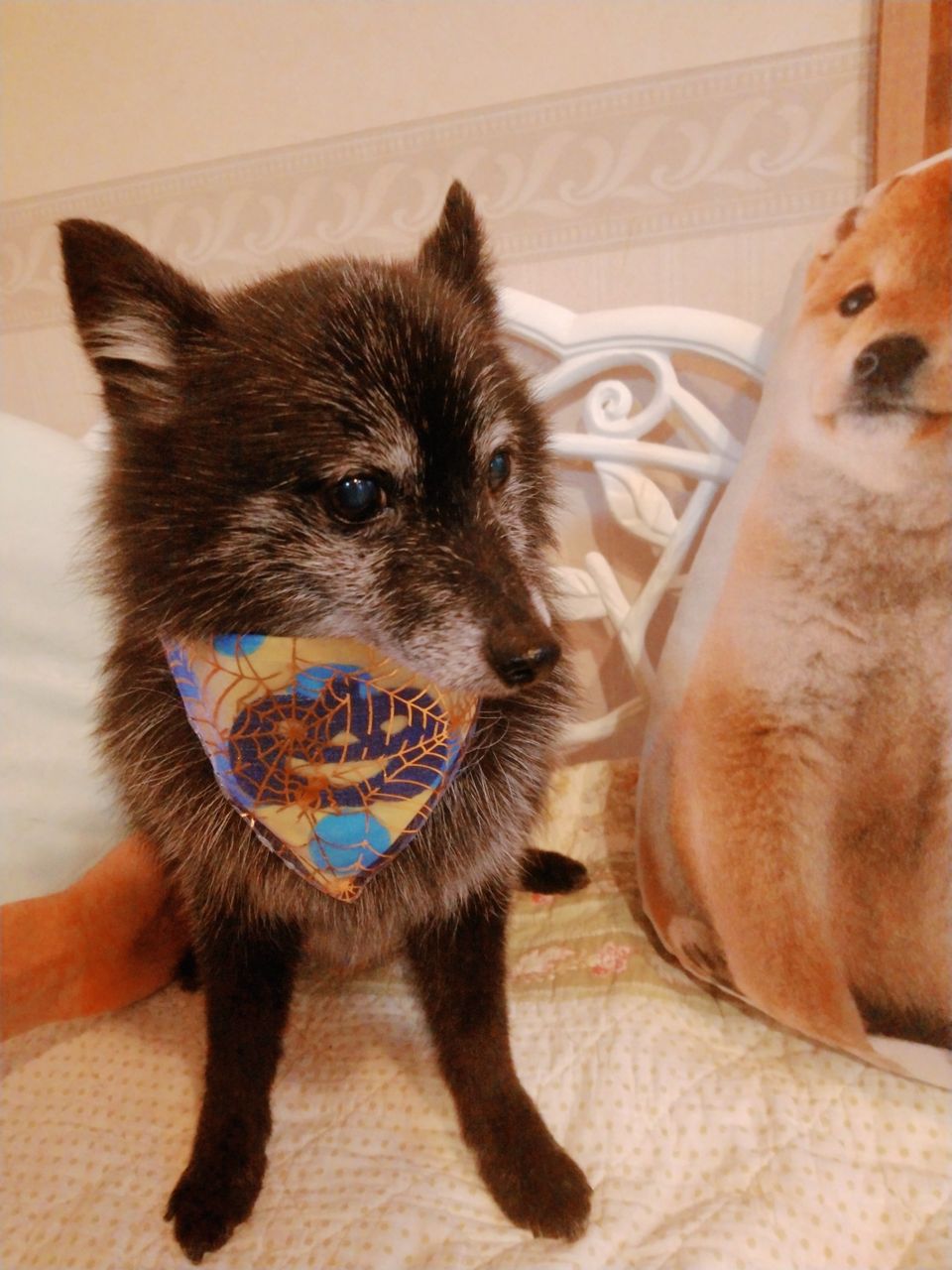 スキッパーキーのくまくん 八戸ドッグローズ トリミング小型中型犬専門 ペットホテルは小型犬のみ 吠えずに過ごせるワンちゃんのみ 予約制 0178 38 7451インスタグラムをご覧下さい スキッパーキーのくまくん 八戸ドッグローズ トリミング小型中型犬専門 ペットホテルは小型犬のみ 吠えずに過ごせるワンちゃんのみ 予約制 0178 38 7451インスタグラムをご覧下さい