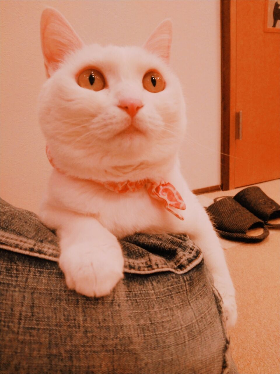 猫カフェ またたび亭さん 八戸ドッグローズ トリミング小型中型犬専門 ペットホテルは小型犬のみ 吠えずに過ごせるワンちゃんのみ 予約制 0178 38 7451インスタグラムをご覧下さい 猫カフェ またたび亭さん 八戸ドッグローズ トリミング小型中型犬専門 ペットホテルは小型犬のみ 吠えずに過ごせるワンちゃんのみ 予約制 0178 38 7451インスタグラムをご覧下さい