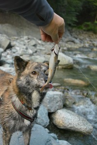 zoe licked fish