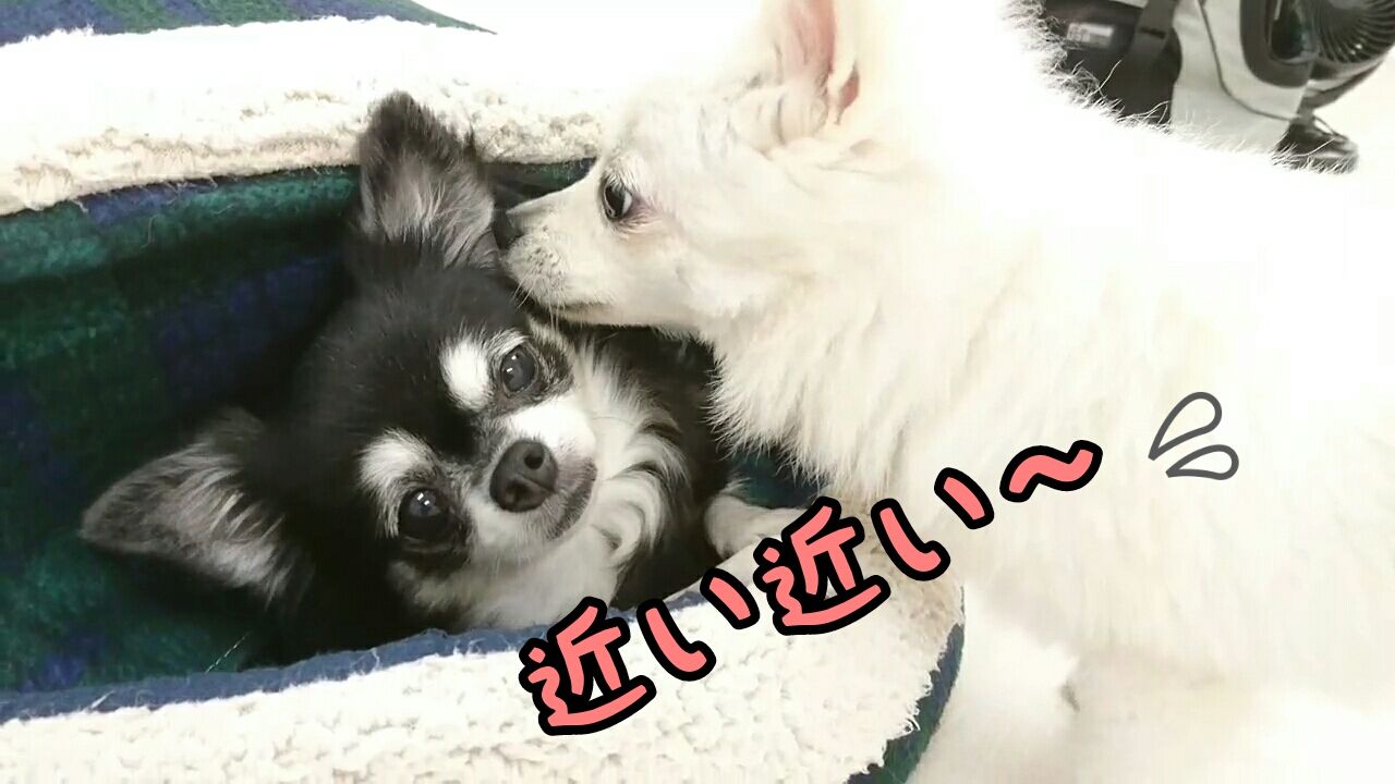 近い近い 24時間対応 犬のペットホテル 犬のひみつきち日誌 24時間ペットホテル 近い近い 24時間対応 犬のペットホテル 犬のひみつきち日誌 24時間ペットホテル