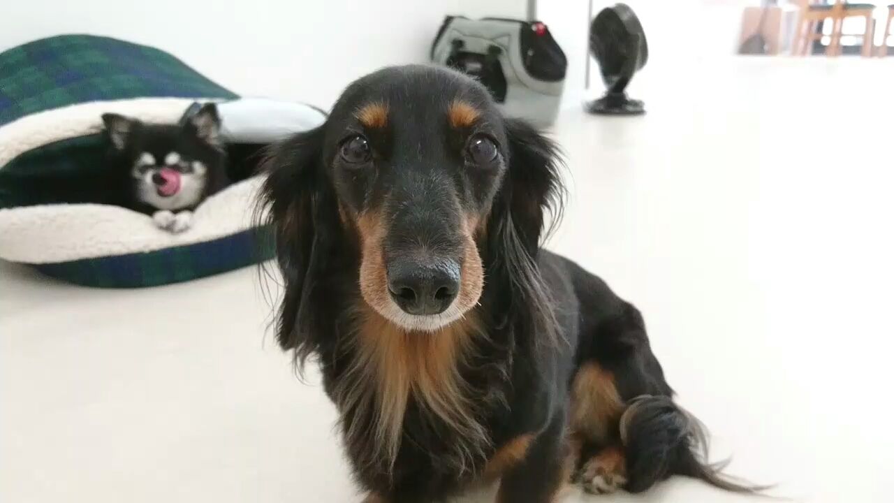ちょっと寂しがり屋なカニヘンダックス 24時間対応 犬のペットホテル 犬のひみつきち日誌 24時間ペットホテル ちょっと寂しがり屋なカニヘンダックス 24時間対応 犬のペットホテル 犬のひみつきち日誌 24時間ペットホテル