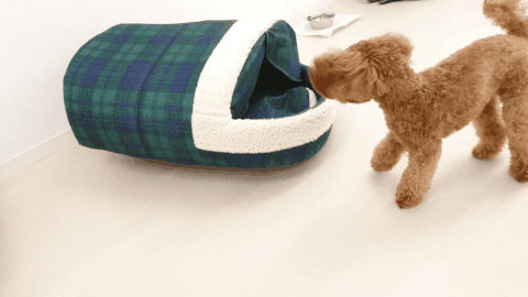 Gifあり 犬にドッキリを仕掛ける犬 24時間対応 犬のペットホテル 犬のひみつきち日誌 24時間ペットホテル Gifあり 犬にドッキリを仕掛ける犬 24時間対応 犬のペットホテル 犬のひみつきち日誌 24時間ペットホテル