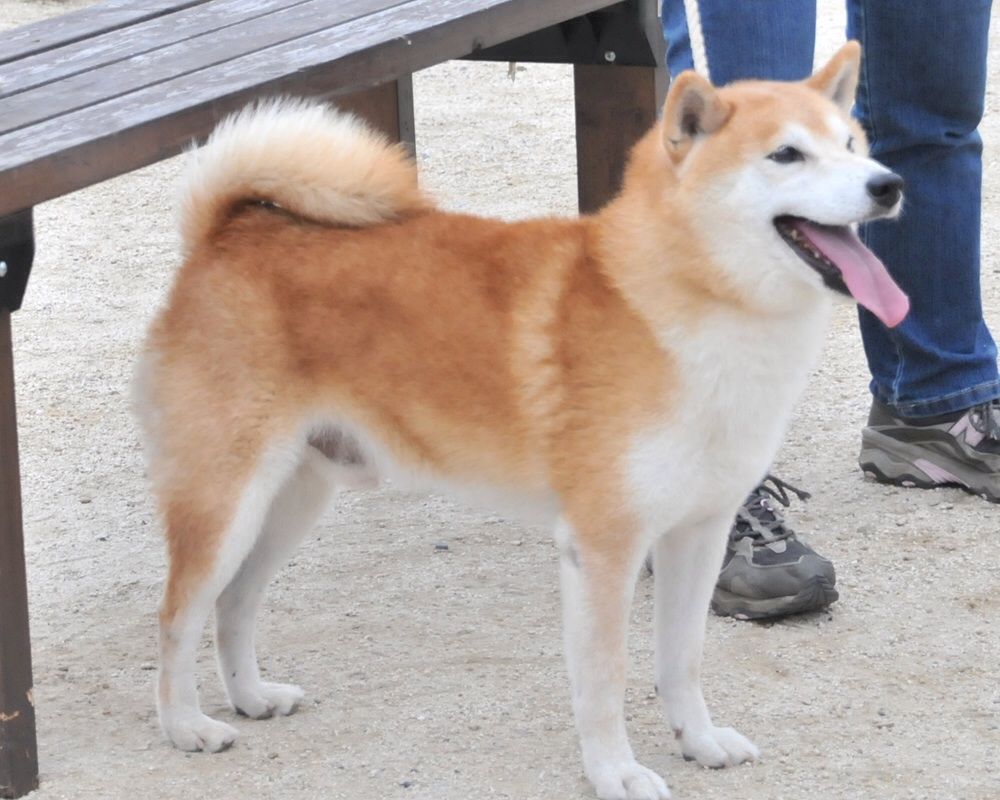 柴犬の子犬が生まれています As Oneと仲間たち