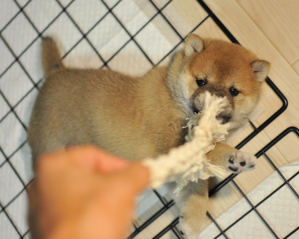 柴犬の子犬が生まれています As Oneと仲間たち