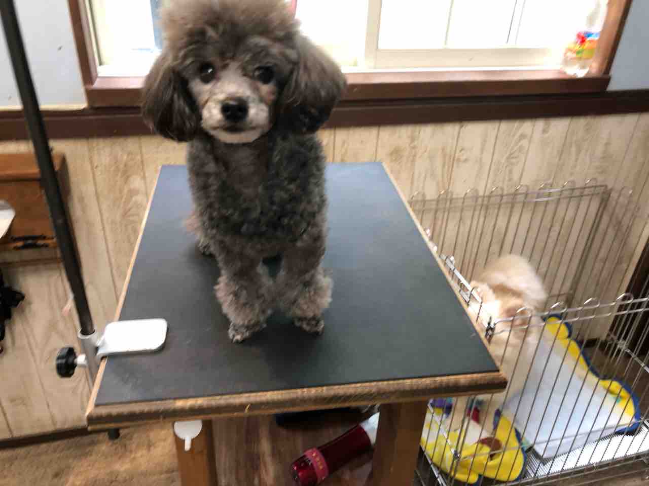 Dogsalonlalaのblog ベリーちゃん だいふく君