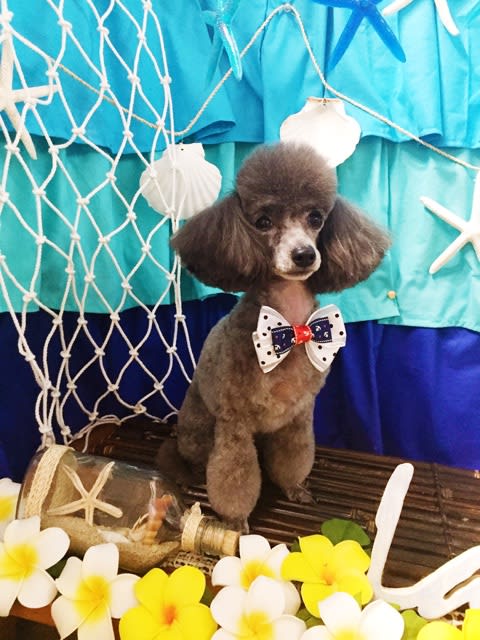 Dogsalonlalaのblog 17年07月12日