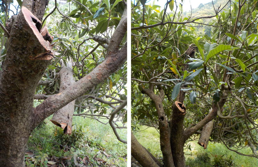 どいせんの 林道でコーヒータイム ビワの木の剪定作業 チェンソー 快感