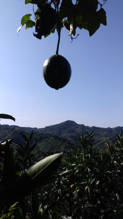 k03