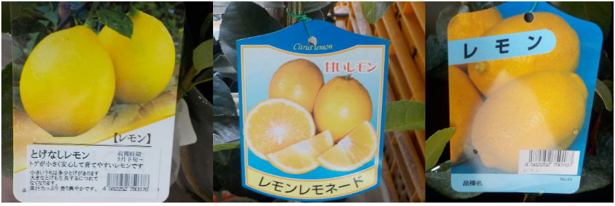 どいせんの 林道でコーヒータイム 檸檬 どいせんの 林道でコーヒータイム 檸檬