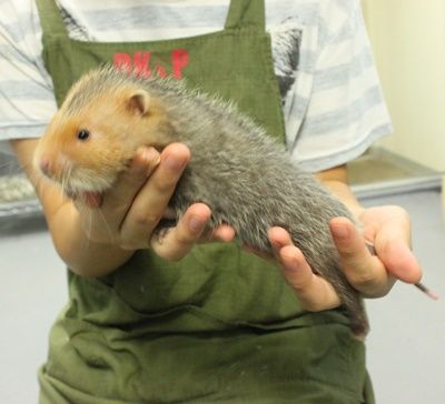 ドキペ初入店 タケネズミ ドキドキペットくん Dk2p Blog