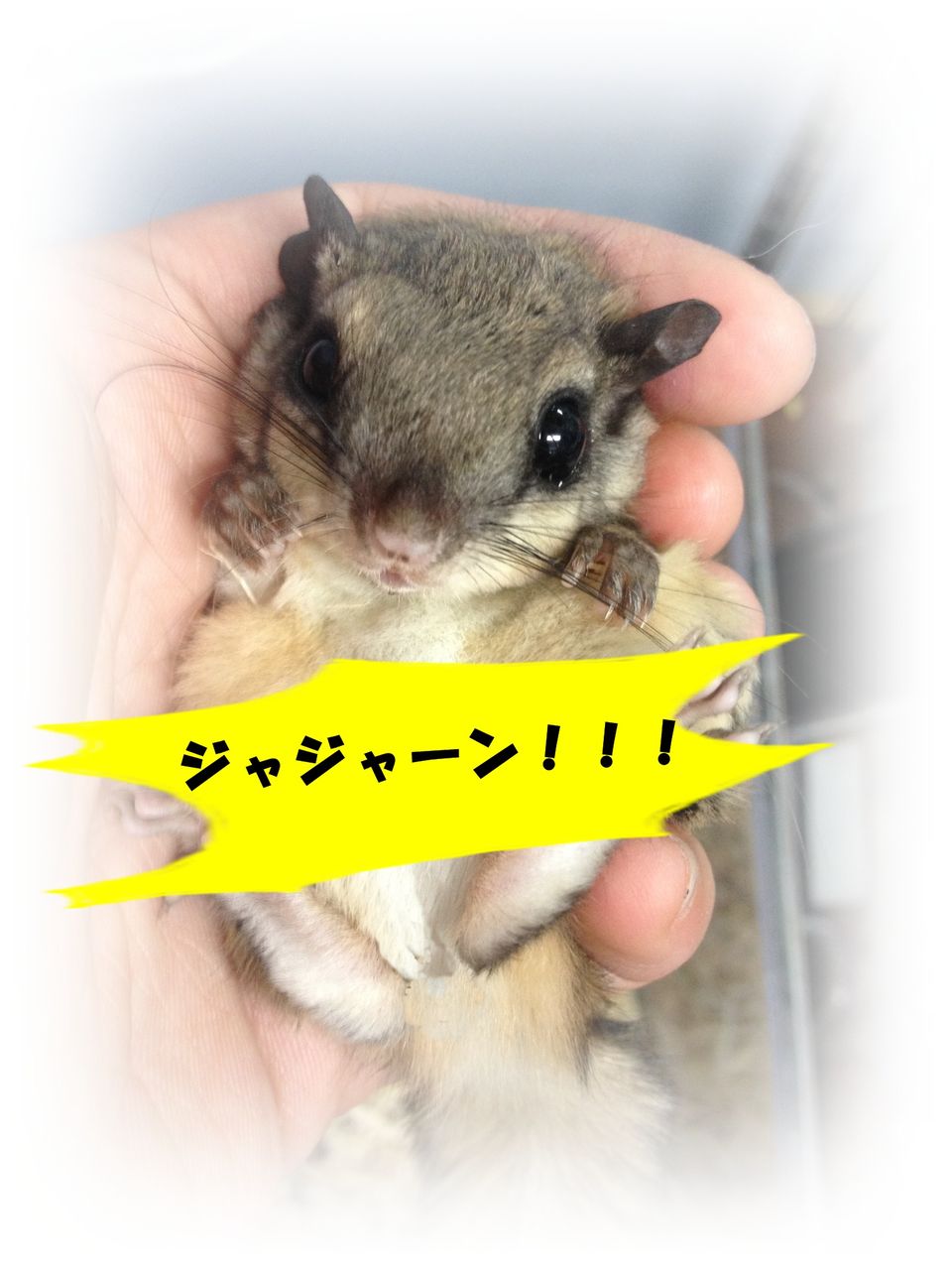 アメリカモモンガ ドキドキペットくん Dk2p Blog