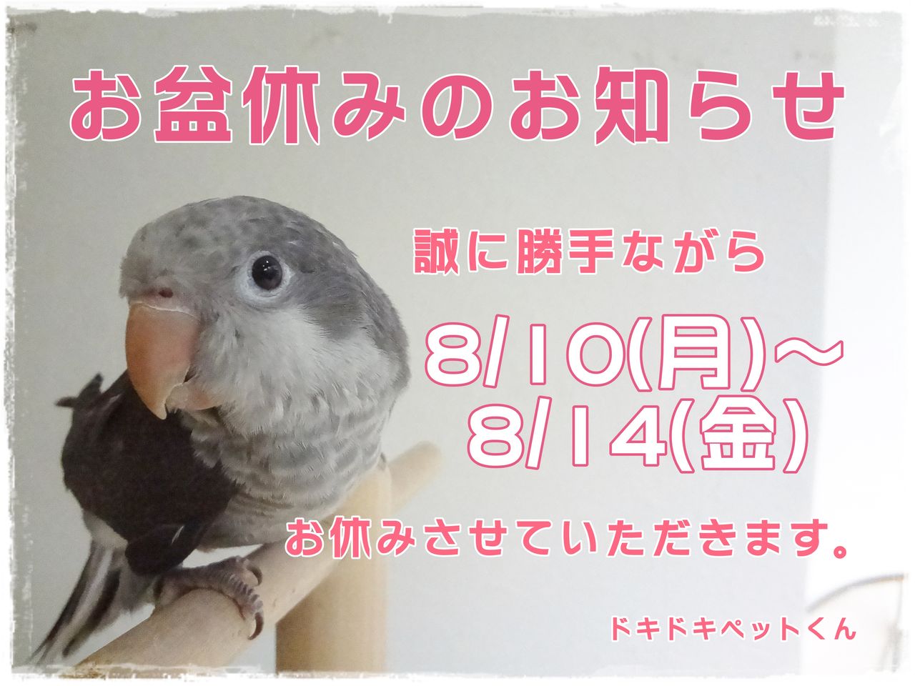 お盆休みのお知らせ ドキドキペットくん Dk2p Blog お盆休みのお知らせ ドキドキペットくん Dk2p Blog