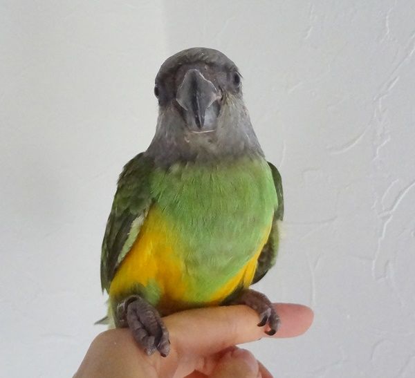ヨウム ズアカハネナガ ネズミガシラハネナガインコ入店 ドキドキペットくん Dk2p Blog ヨウム ズアカハネナガ ネズミガシラハネナガインコ入店 ドキドキペットくん Dk2p Blog