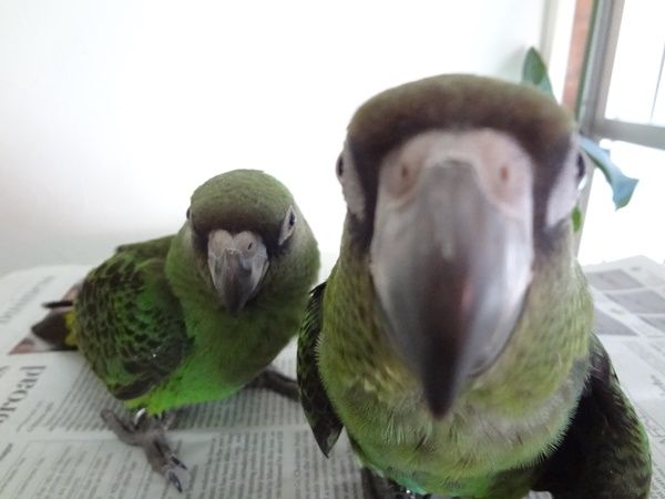 ズアカハネナガインコ ドキドキペットくん Dk2p Blog ズアカハネナガインコ ドキドキペットくん Dk2p Blog