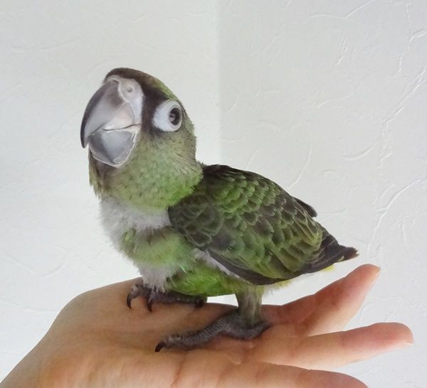 ヨウム ズアカハネナガ ネズミガシラハネナガインコ入店 ドキドキペットくん Dk2p Blog ヨウム ズアカハネナガ ネズミガシラハネナガインコ入店 ドキドキペットくん Dk2p Blog