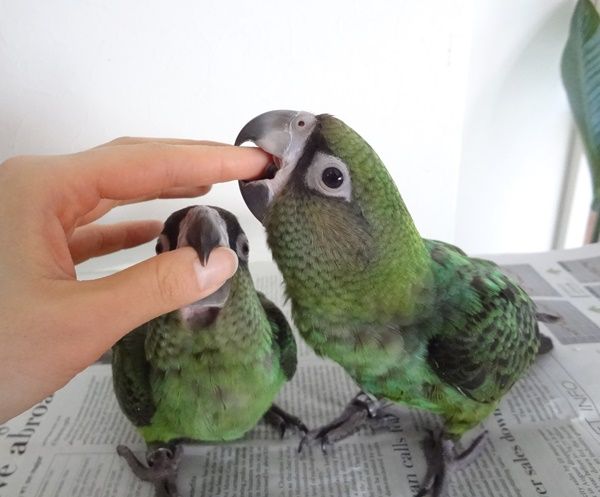 ズアカハネナガインコ ドキドキペットくん Dk2p Blog ズアカハネナガインコ ドキドキペットくん Dk2p Blog
