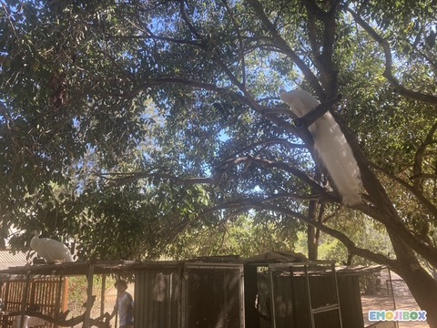 emojibox_12_20250829_141200