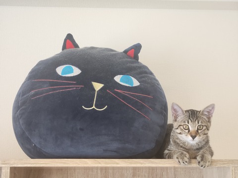 SNOW_20250830_162743_319