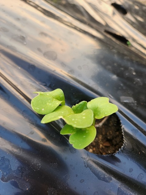 SNOW_20241207_123515_711