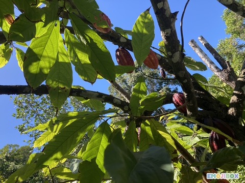 emojibox_14_20250829_141200